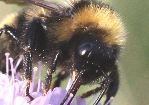 Bombus campestris